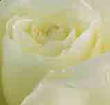 Large creamy-white rose