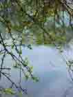 Looking upward through trees to blue sky