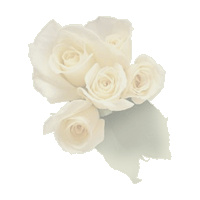 white roses