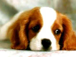 Adorable but sad puppy
