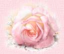 Pretty pink rose