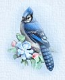 Blue Jay sitting on small branch