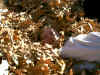 mom raking leaves.JPG (80227 bytes)