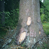 bearmarks