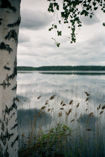 birch