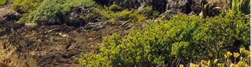 sateenkaari