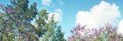 sireeni
