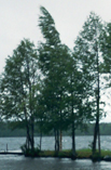 tuuli