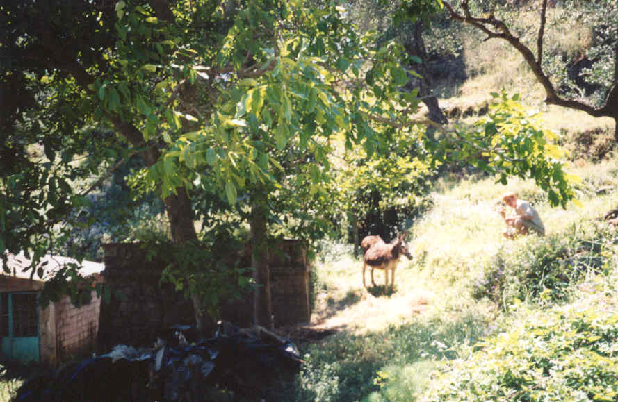 Hiking - A Donkey!