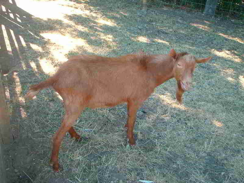 One of the freightliners goats