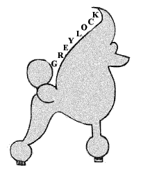 greylocks toy poodles
