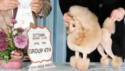 kisbur toy poodles reds and apricots