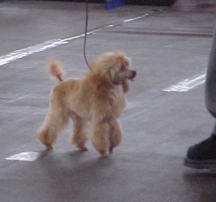 robinpuppy