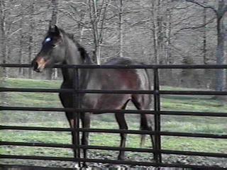 LMS ALLY (ASF URIEL x STARJAH)
