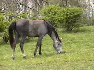 ASIIRAH HAMAL (DAHFINAH ROYEL-T x STARJAH)
