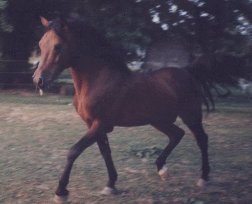 ASF Vashul