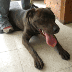 Handsome and house trained, that's Apollo!