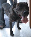 Apollo is smart and energetic!