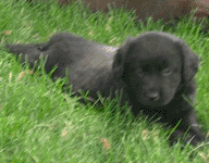 Bear is already carrying sticks around ;)