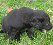Bear is a roly poly puppy!