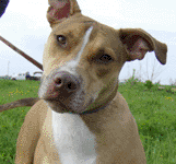 Calvin needs a home!