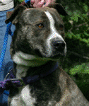 Chance was in a home that chained him 24/7