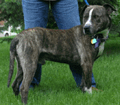 Caring people rescued Chance, he waits for a loving home