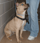 Cheeka is the favorite at the pound and only has days left!