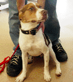 Coco is a young boy that loves other dogs!