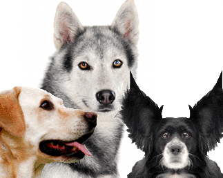 pic of dogs