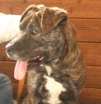 Georgia would be best in family with no cats!