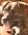 Georgia has a gorgeous brindle coat!