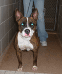Lilly is super sweet, cute pitbull/french bulldog mix!