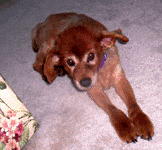 little loki