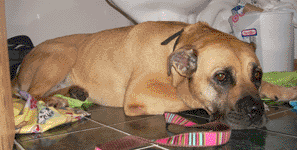 Matilda's a bull mastiff mix!