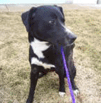 Porter, blk lab pic