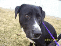 Porter, blk lab mix