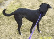 Porter, blk lab mix body shot