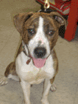 Rex is a young dog that loves other dogs!