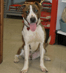 Rex is super sweet and goofy!