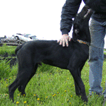 Wesley loves other dogs and fine with cats!