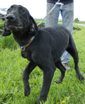 Wesley's personality saved him for rescue from the Fargo pound!