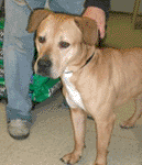 Whiskey's disposition helped save his life!
