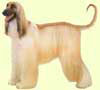Afghan Hound