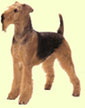 Airedale Terrier
