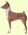Basenji