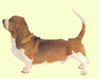 Basset Hound
