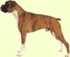 Boxer