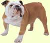 Bull Dog