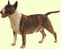 Bull Terrier